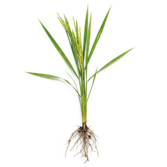 Fototapeta premium Fresh green rice plant isolated on white background vector illustration