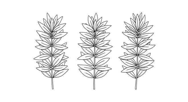 Branch botanical leaf sketch icon set with thin line art, monochrome outlines, vintage engraving style for logo and decor use