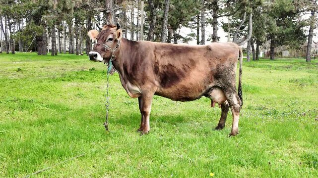Brown Dairy Cow Standing on Green Meadow in Rural Countryside with Trees. Farm Animal Grazing Outdoors, Agriculture and Livestock Concept