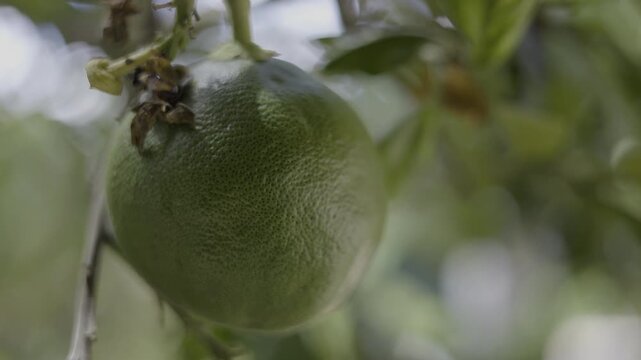 Pomelo Fruits Growing On A Tree In A Tropical Orchard, A video of pomelo fruits on a tree in a tropical, capturing fresh harvest beauty, perfect for food documentary and agricultural.