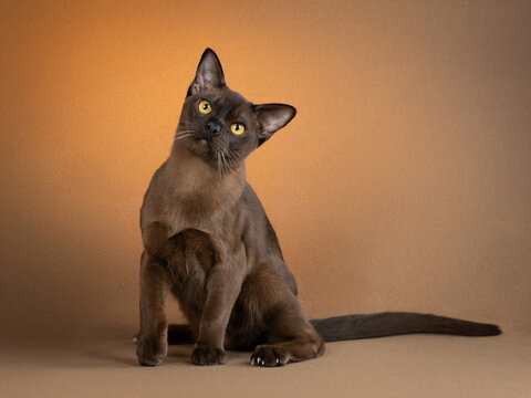 Portrait of a Burmese cat. The yellow background accentuates the animal's yellow eyes