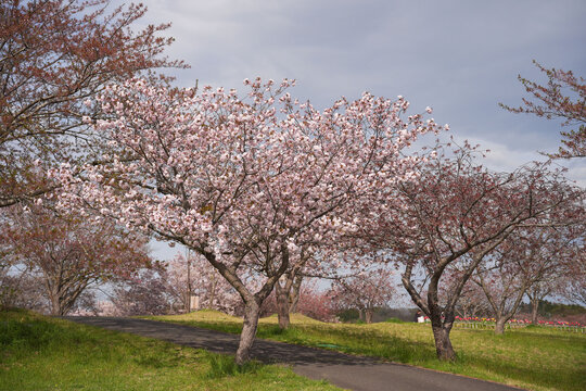 Spring blossom cherry tree park pathway sakura bloom landscape flowering branch pink green grass nature garden outdoor sky