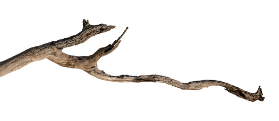 Fototapeta premium Dry branches isolated on a transparent background.