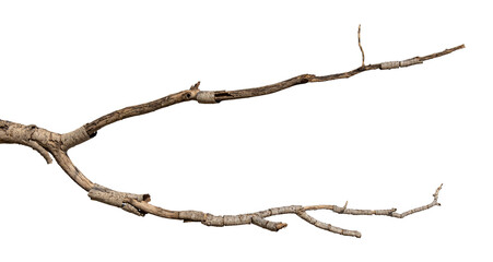 Fototapeta premium Dry branches isolated on a transparent background.