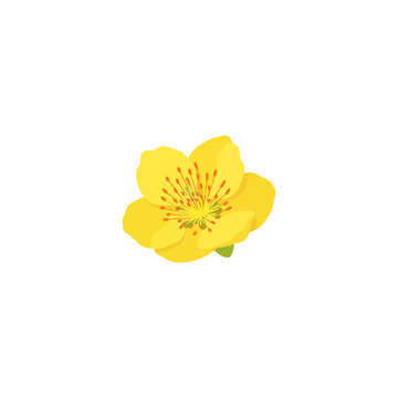 Yellow Apricot Blossom Vector Illustration Isolated on White