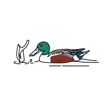 Northern Shoveler duck swimming vector illustration