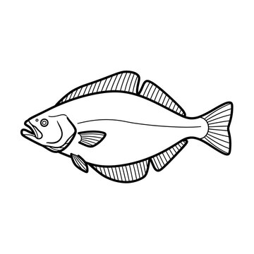 Flatfish halibut line art vector illustration on white background