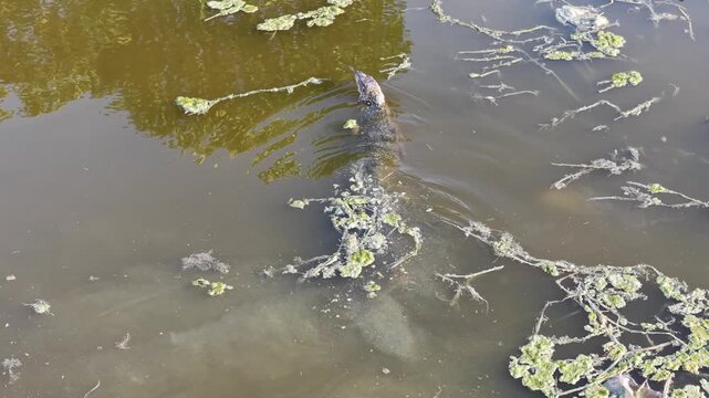 Aerial Drone View of Monitor Lizard Swimming in Polluted River
