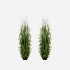 Fototapeta premium Two green grass plants on white background isolated