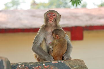 Rhesus Macaque Mother Making Funny Face While Holding Baby, Wildlife Parenting Scene © Aamir