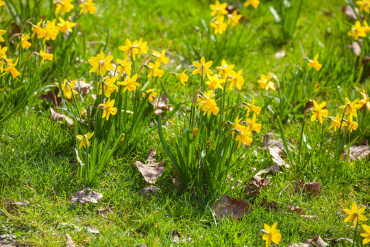 Gelbe Narzissen, Narzissenbl&uuml;te  (Narcissus Pseudonarcissus), Wiese, Deutschland