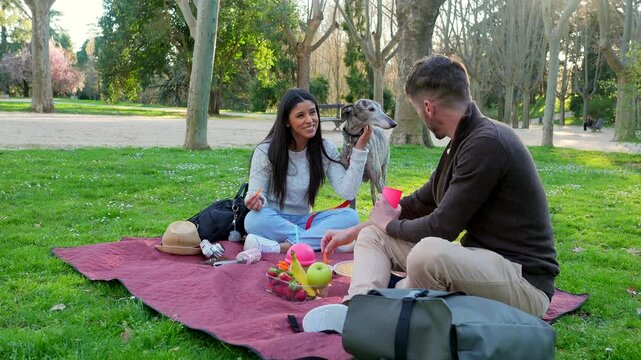 Young heterosexual couple sitting on a blanket in a green park, enjoying a romantic picnic with fresh fruit and drinks while petting their adorable greyhound dog on a sunny day