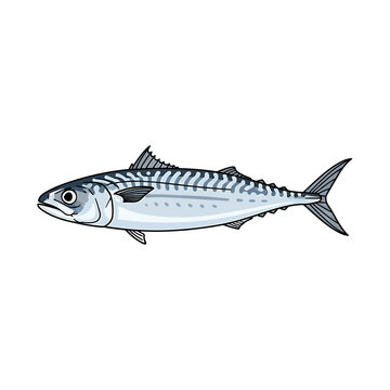 Fresh mackerel fish vector illustration isolated on white background