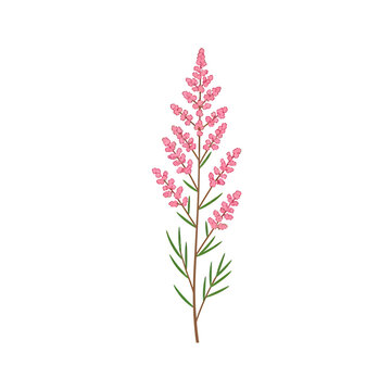 Pink heather wildflower illustration vector isolated on white