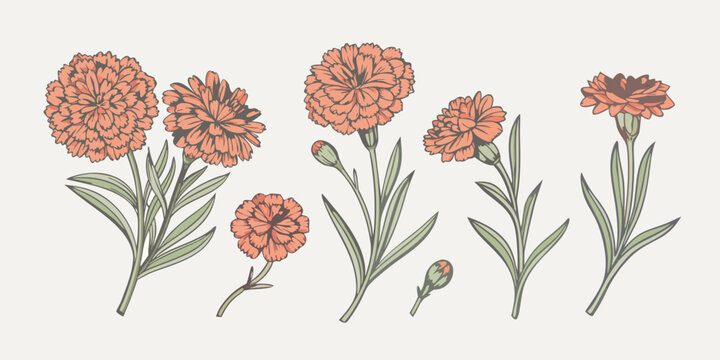 Vintage botanical illustration of vibrant orange and red carnation flowers