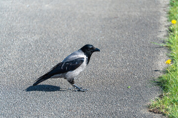 Fototapeta premium Black and white bird walks across asphalt path. Sunlight casts shadow on ground beside green grass. Small yellow flowers dot the edge of the path. Crows often appear near roads and open spaces