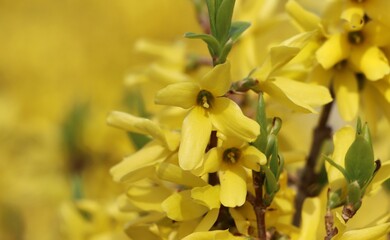 Obraz premium Beautiful nature background with blooming forsythia