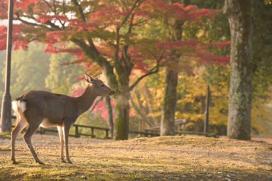 Wild Deer Grazing In Nara Park