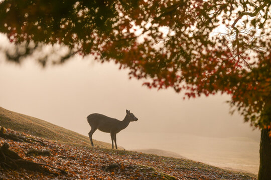 Wild Deer Grazing In Nara Park