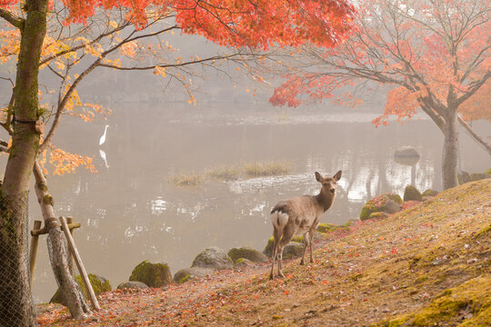 Wild Deer Grazing In Nara Park