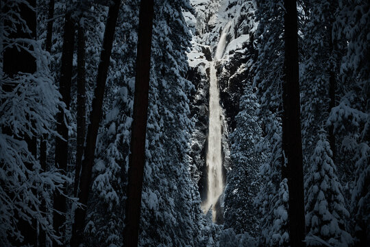 Yosemite Falls Peeking Through the Forest Catching the Sun