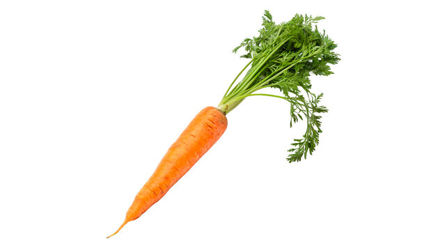 Fresh carrot with green tops  isolated on transparent background