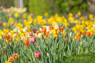 Fototapeta premium Sunlit tulips and daffodils bloom in vibrant spring hues. Pink, orange, and yellow flowers sway gently in the breeze. Soft focus background enhances the vivid foreground blooms
