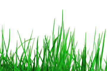 Fototapeta premium green grass of high-qualityisolated on a transparent background, perfect for adding to your design.