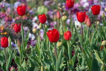 Obraz premium Vibrant red tulips bloom in a garden. Green stems rise from earthy soil. Soft light enhances petals' rich hue. Background blooms blur with gentle depth. Scene evokes spring's freshness and joy