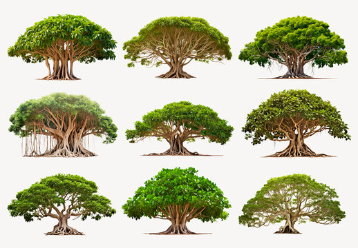 Diverse Banyan Tree Illustrations Element Design Collection