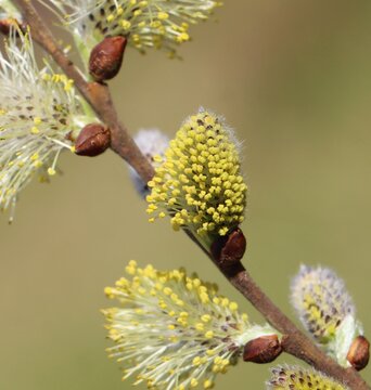 Branch of Salix caprea catkins in early spring