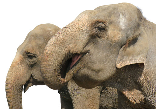 Two asian elephants isolated on white