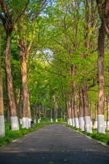 Fototapeta premium Spring Scenery of East Lake Scenic Area, Wuhan, Hubei, China
