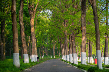 Obraz premium Spring Scenery of East Lake Scenic Area, Wuhan, Hubei, China
