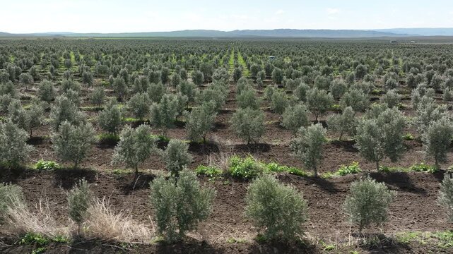 Dynamic drone footage of agricultural work in an industrial olive orchard. A blue tractor is shown tilling the dark earth between perfectly aligned rows of olive saplings under a bright, cloudy sky