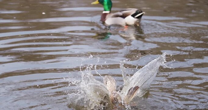Pair of mallard ducks bathing, splashing, and diving in a lake as part of post-copulatory mating behavior, slow motion 