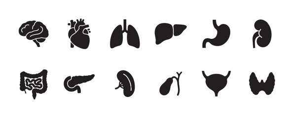 Obraz premium A collection of simple black icons representing human internal organs, including the brain, heart, lungs, liver, stomach, kidney, intestines, pancreas, spleen, gallbladder, bladder, and thyroid.