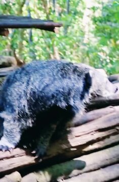 Cute binturong