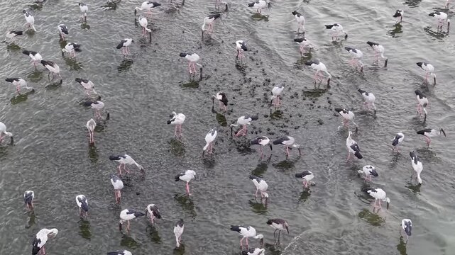 aerial footage of asian openbill storks foraging and feeding in shallow coastal mudflat