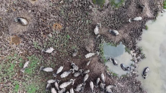 Drone footage showing water buffaloes gathered on muddy wetland beside shallow water pools.
