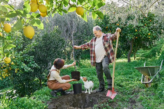 Couple planting young tree together in green home garden outdoors
