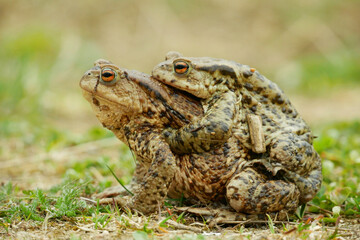 Obraz premium Mating European common toad Bufo bufo pair Bufonidae amphibians frog successful frogspawn inguinal and axillary amplexus engaging species reproductive behavior male embraces clasping climb female