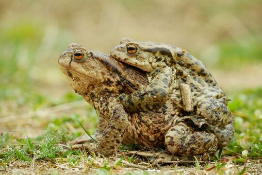 Mating European common toad Bufo bufo pair Bufonidae amphibians frog successful frogspawn inguinal and axillary amplexus engaging species reproductive behavior male embraces clasping climb female