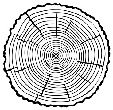 Tree Ring Cross Section Illustration Black and White Detailed