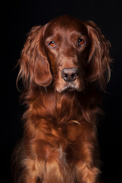Portrait of an expressive Irish Setter dog on a black background