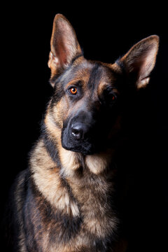 Dramatic portrait of a German Shepherd dog on black background