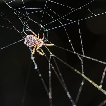 Close up of an Araneus spider on its web at night