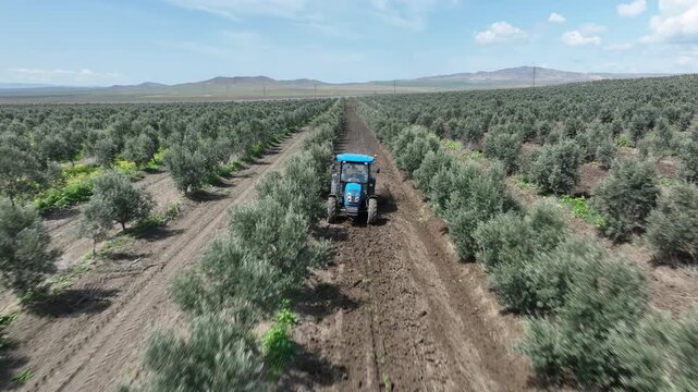Dynamic drone footage of agricultural work in an industrial olive orchard. A blue tractor is shown tilling the dark earth between perfectly aligned rows of olive saplings under a bright, cloudy sky