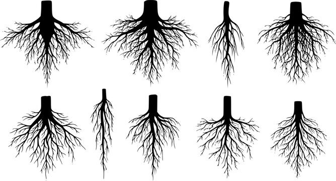 Tree roots silhouettes isolated on white, vector set of taproot and fibrous root systems of various plants, realistic black roots illustrations

