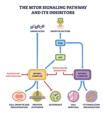 mTOR signaling pathway and inhibitors, growth factors and amino acids drive PI3K-AKT to mTORC1-2, directing protein synthesis and survival, rapamycin blocks. mTORC1, mTORC2, PI3K. Outline diagram